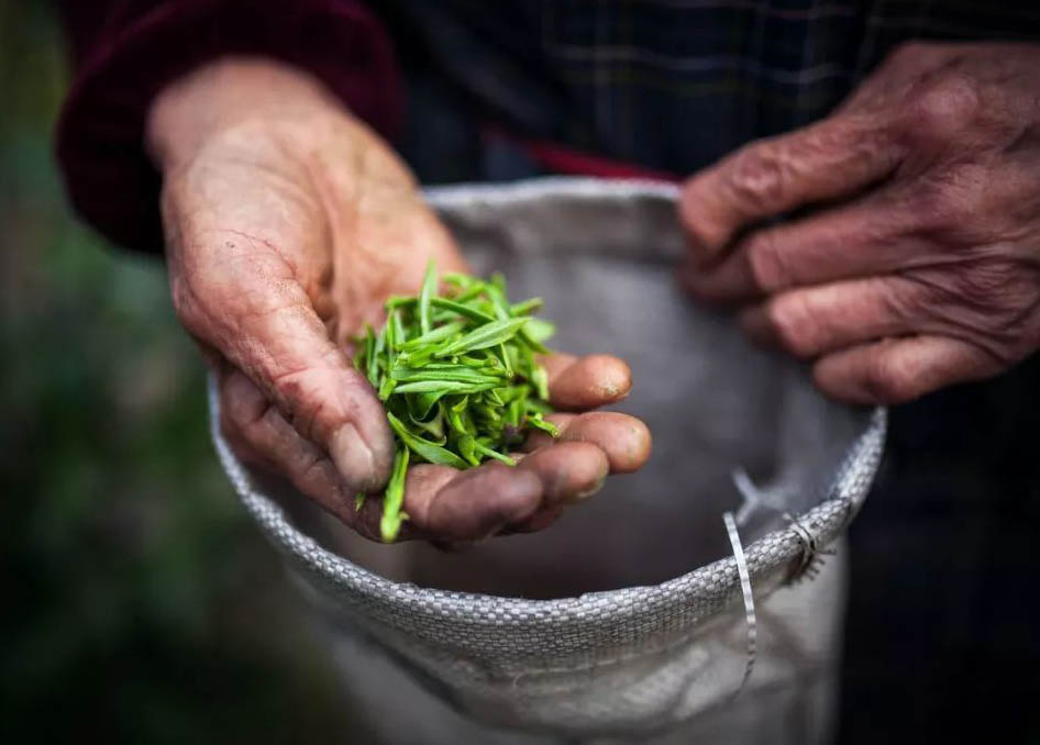 “明前茶，貴如金”